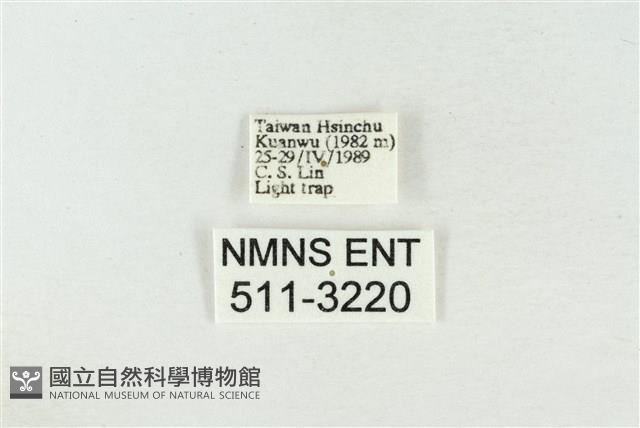 印華波紋蛾藏品圖，第3張