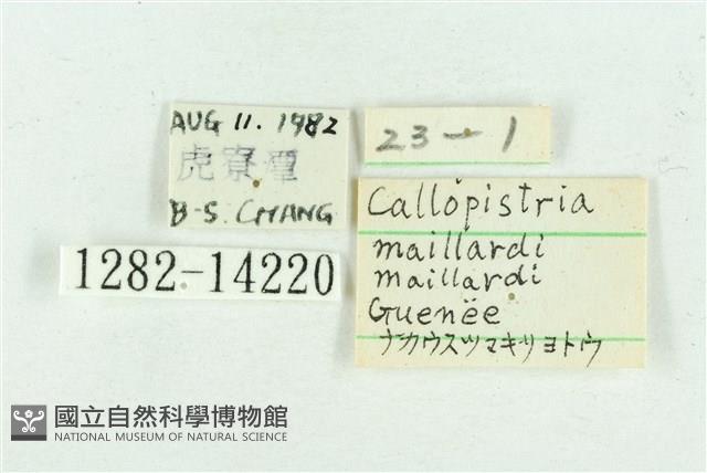 粉紅帶散紋夜蛾藏品圖，第3張