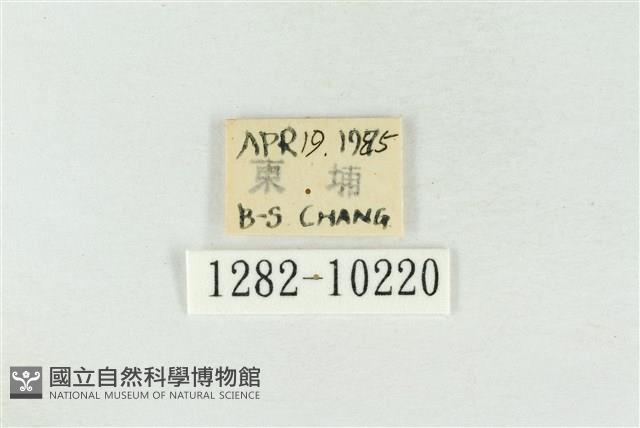 圍異波紋蛾藏品圖，第3張