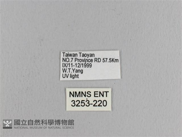 松大毛蟲藏品圖，第3張