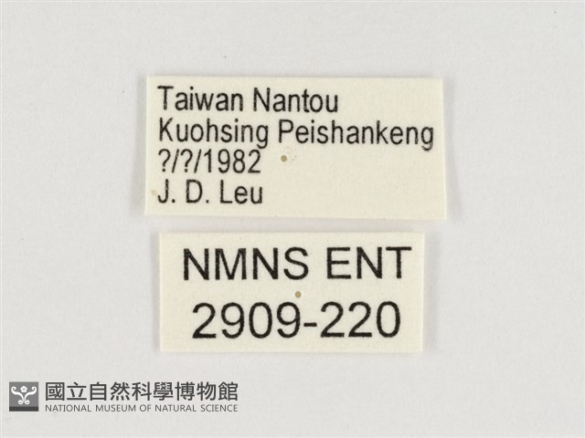 傲白蛺蝶藏品圖，第3張