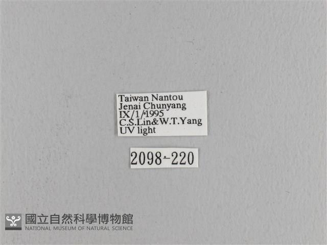 松大毛蟲藏品圖，第3張