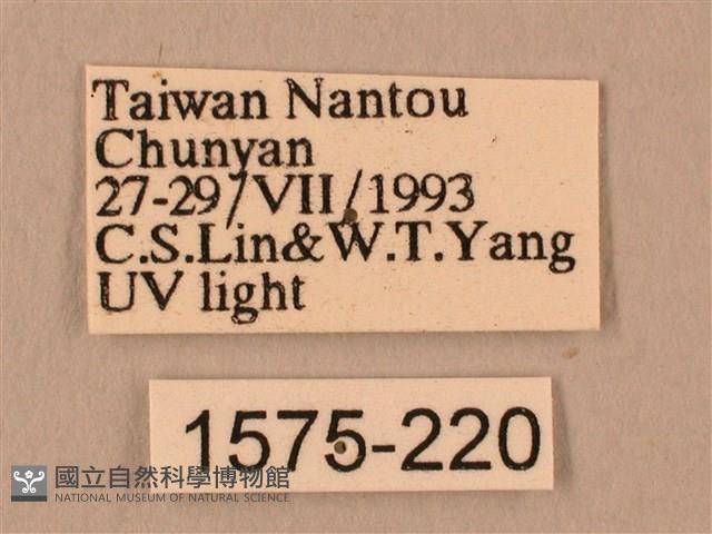 斜線天蛾藏品圖，第3張