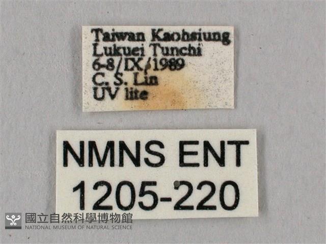 直翅六點天蛾藏品圖，第3張