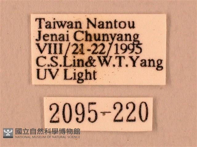 白星天蛾藏品圖，第3張