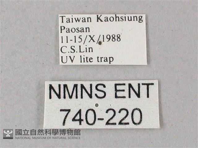 藏斜紋天蛾藏品圖，第3張