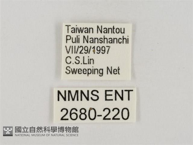 淡褐脈粉蝶藏品圖，第3張