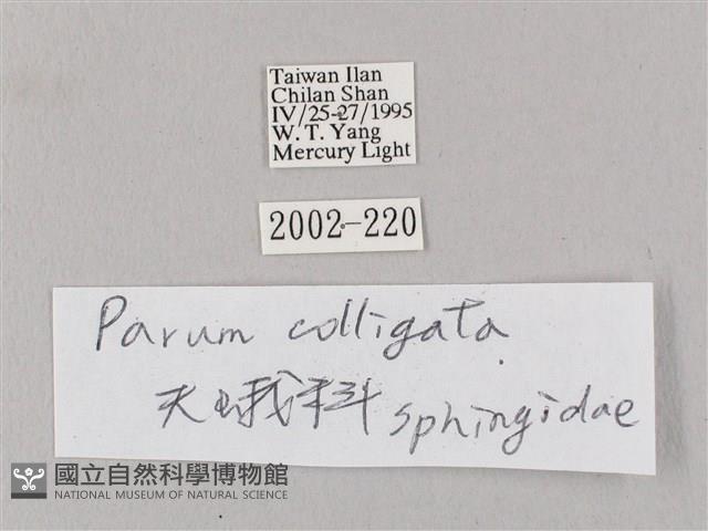 白點天蛾 藏品圖，第3張