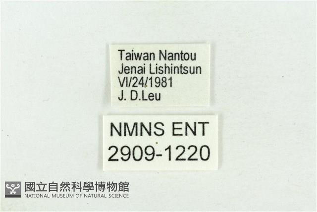 阿里山鐵灰蝶藏品圖，第3張