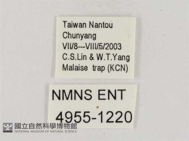 蓬萊黃斑弄蝶藏品圖，第3張