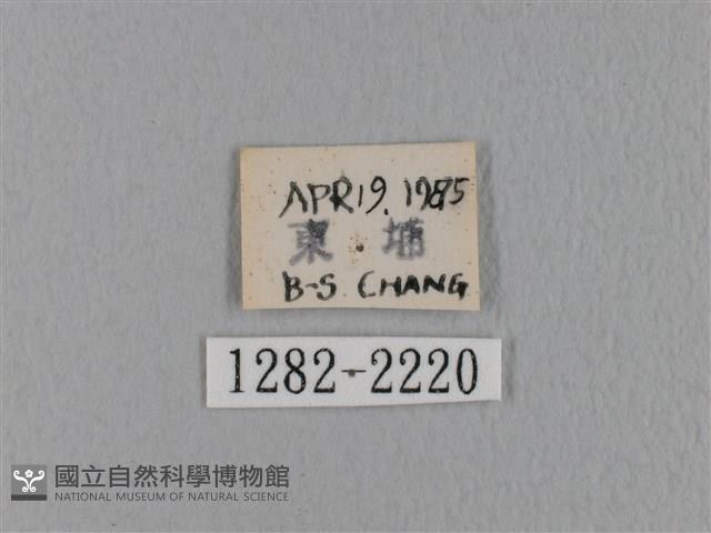 鋸緣枯葉蛾藏品圖，第3張