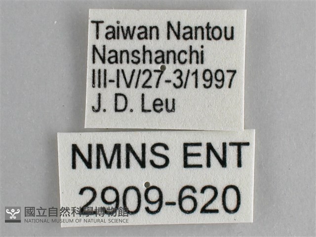 圓翅紫斑蝶藏品圖，第3張