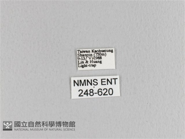 大斑Y毛蟲藏品圖，第3張