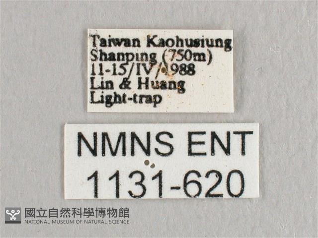 L紋帶鉤蛾藏品圖，第3張