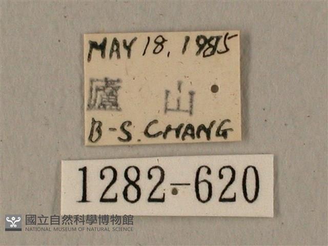 全緣缺角天蛾藏品圖，第3張