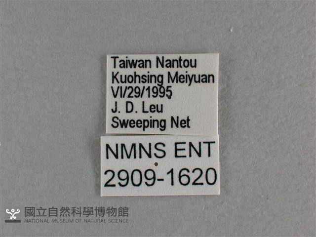 小雙尾蛺蝶藏品圖，第3張
