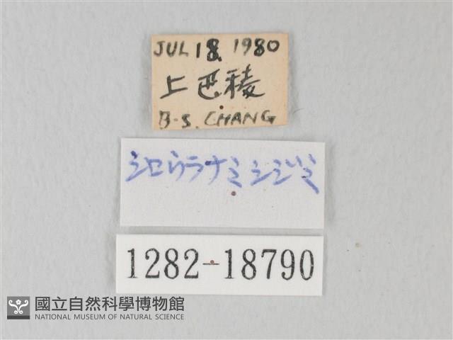 淡青雅波灰蝶藏品圖，第3張