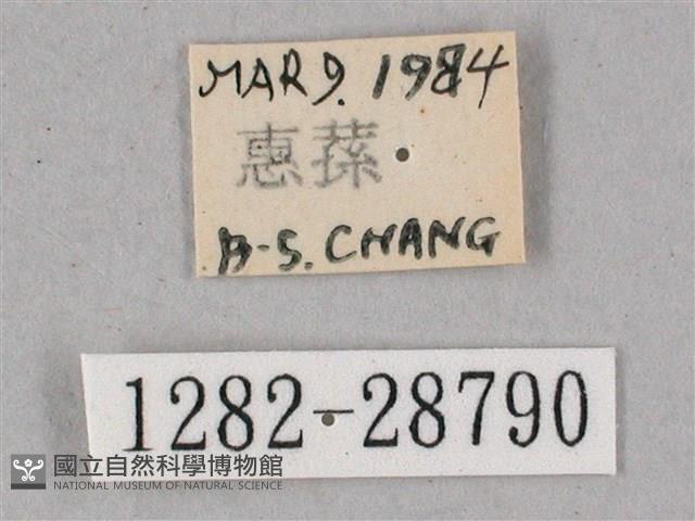 榆綠天蛾藏品圖，第3張