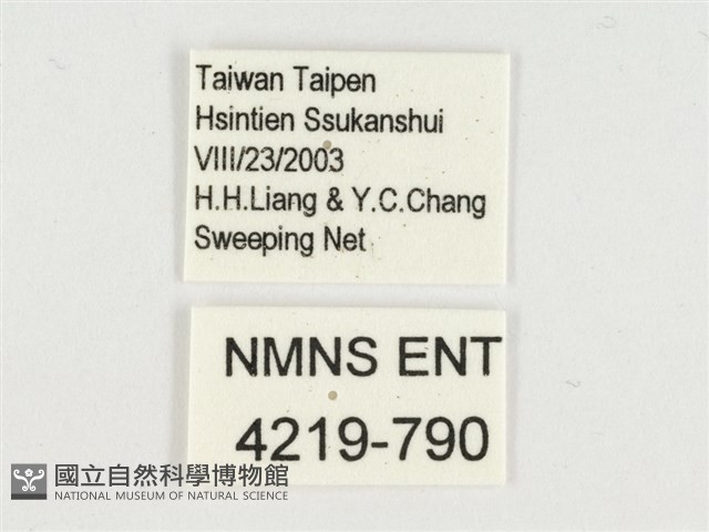 小紋青斑蝶藏品圖，第3張