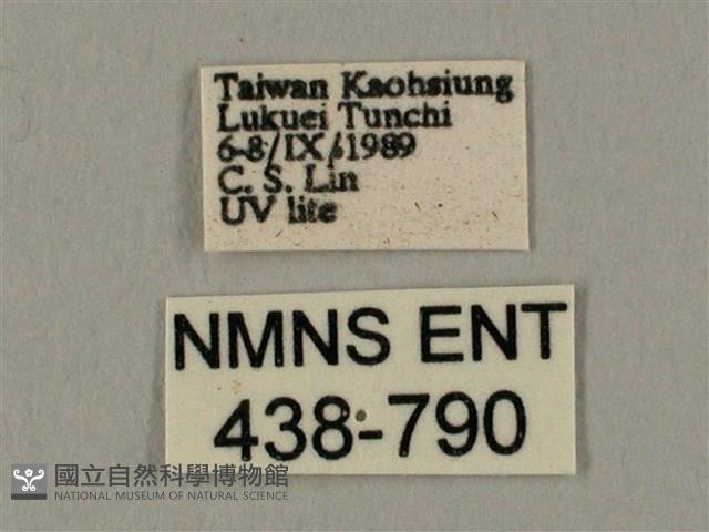 棕綠背線天蛾藏品圖，第3張