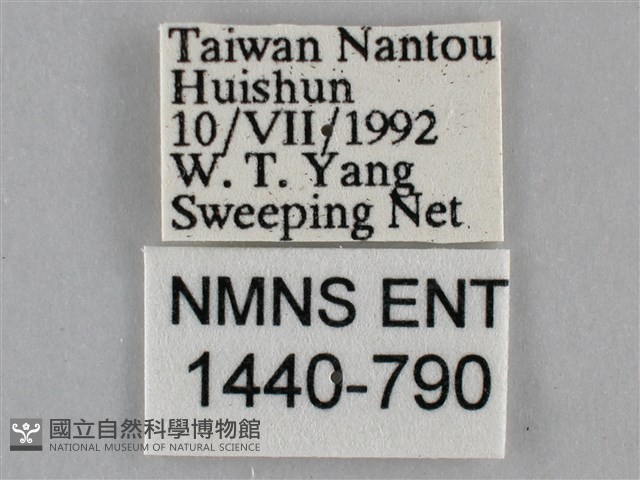 紫俳線蛺蝶藏品圖，第3張