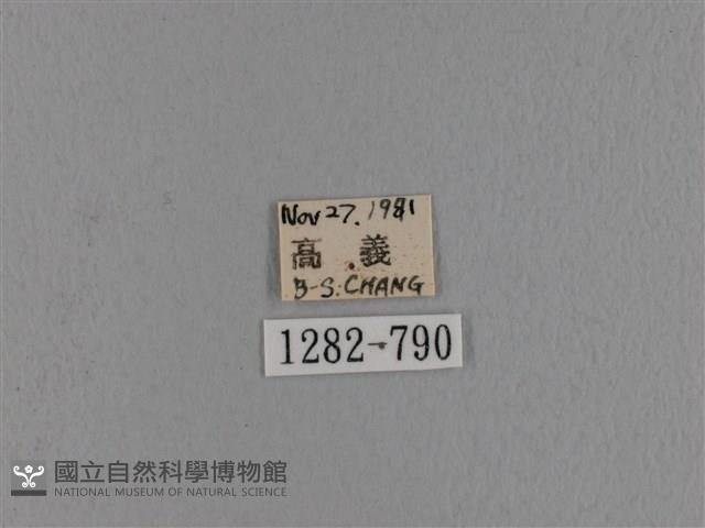 波紋枯葉蛾藏品圖，第3張