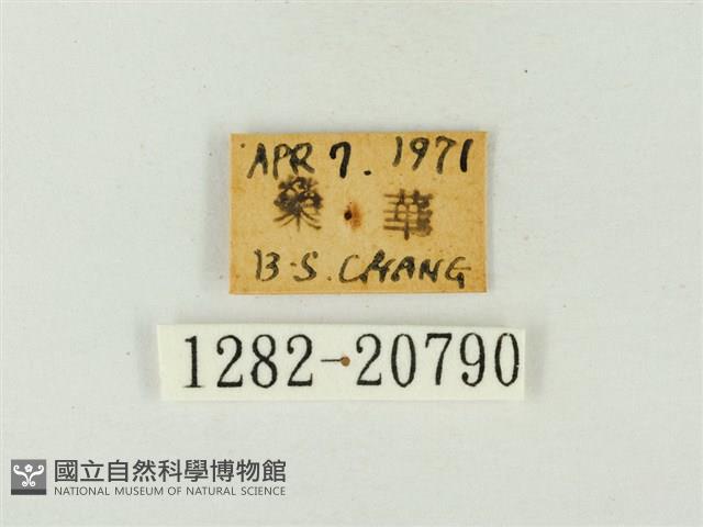 玳灰蝶藏品圖，第3張