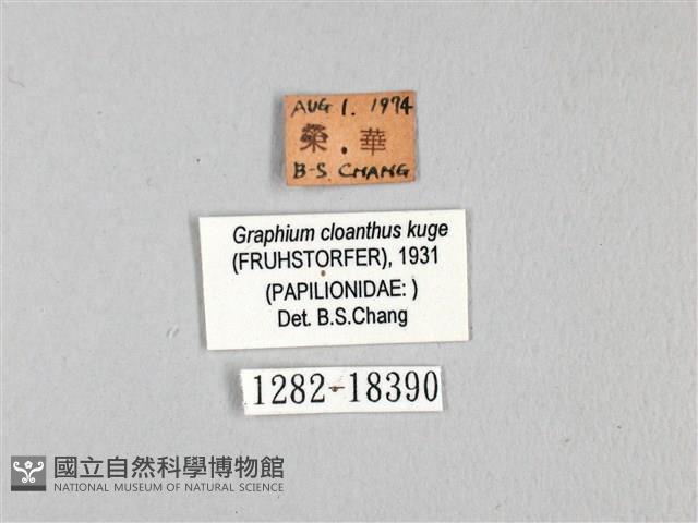 寬帶青鳳蝶藏品圖，第3張