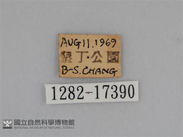 亮色黃蝶藏品圖，第3張