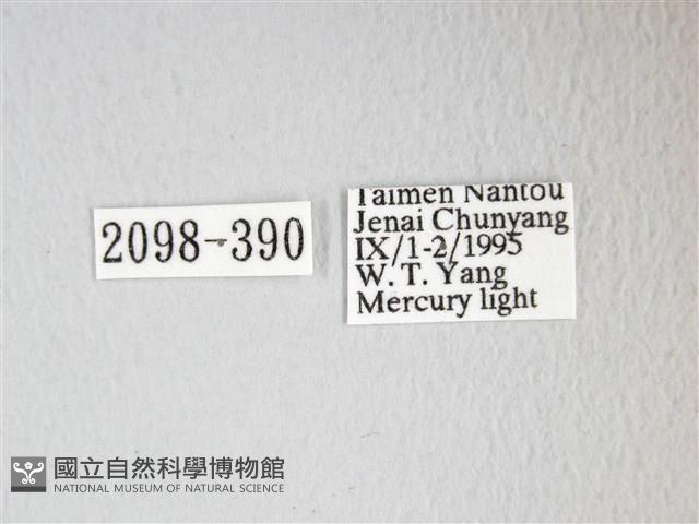 圓翅大鉤蛾藏品圖，第3張