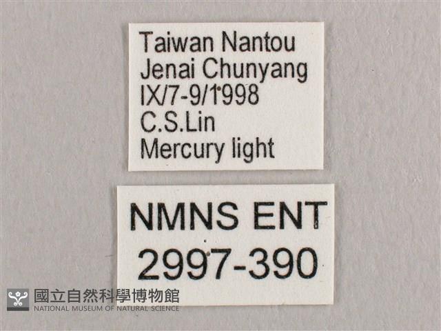 銀斑黃鉤蛾藏品圖，第3張