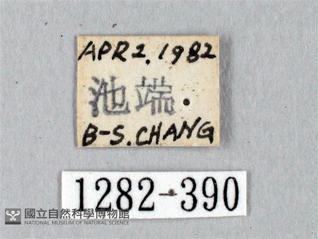 黑胸帶蛾藏品圖，第3張