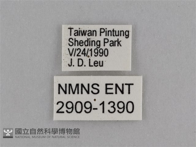 異紋紫斑蝶藏品圖，第3張