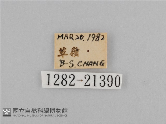 紫帶眉眼蝶藏品圖，第3張