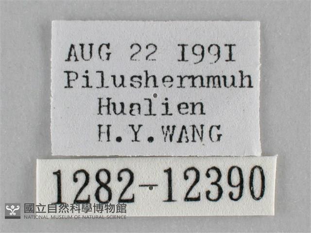 雙峰霜尺蛾藏品圖，第3張