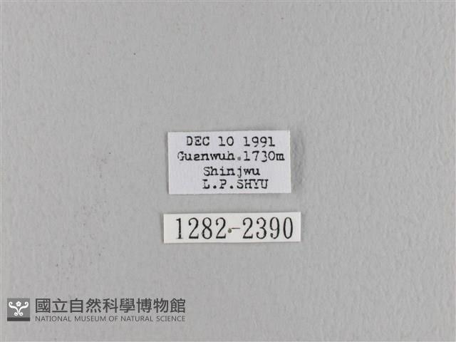 波紋枯葉蛾藏品圖，第3張