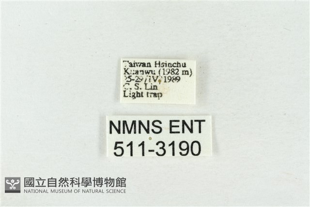 印華波紋蛾藏品圖，第3張