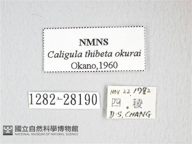 大綠目天蠶蛾藏品圖，第3張