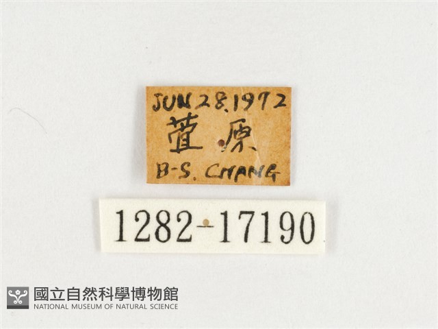 臺灣翠蛺蝶藏品圖，第3張