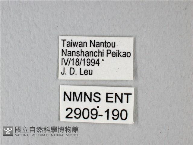 異粉蝶、雌白黃蝶藏品圖，第3張