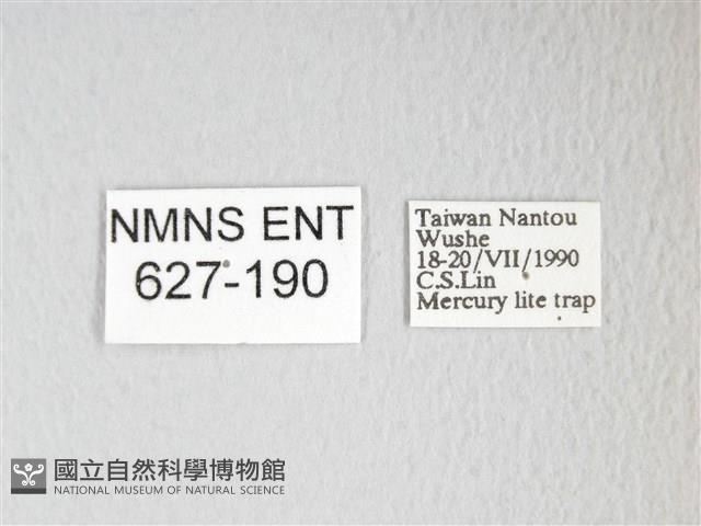 圓翅大鉤蛾藏品圖，第3張