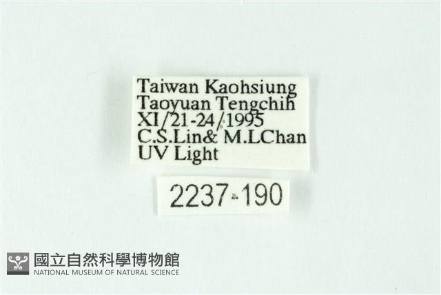 三條橙燈蛾藏品圖，第3張