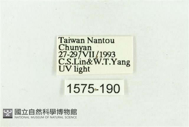 臺灣斑蕊夜蛾藏品圖，第3張