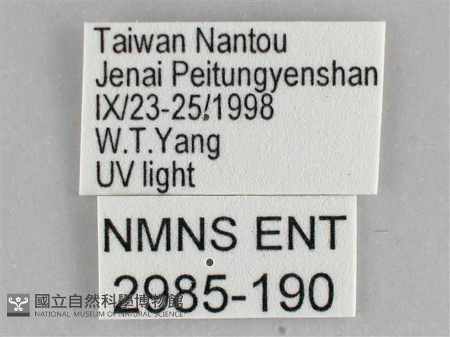 大胡麻斑星尺蛾藏品圖，第3張