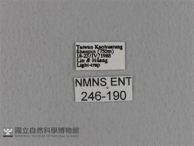 青枯葉蛾藏品圖，第3張