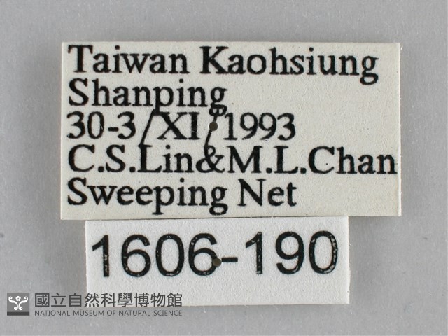 纖粉蝶藏品圖，第3張