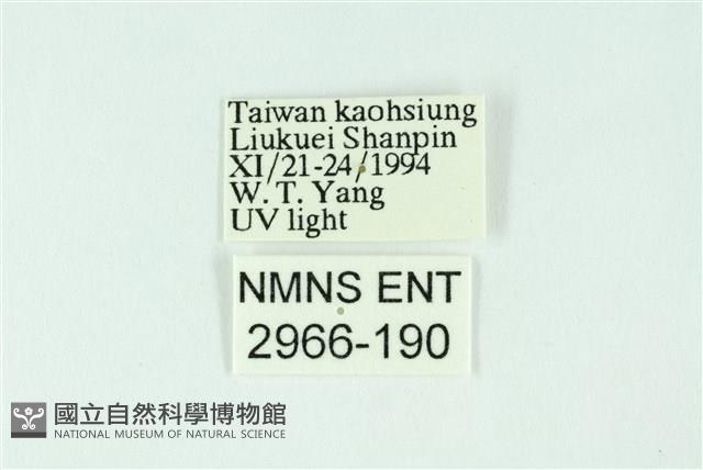 三條橙燈蛾藏品圖，第3張