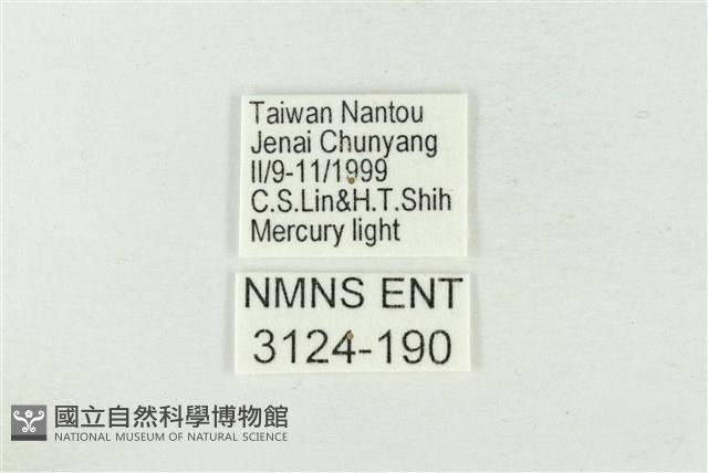 連珠波紋蛾藏品圖，第3張