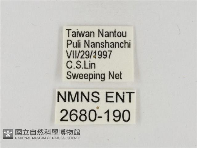 淡褐脈粉蝶藏品圖，第3張