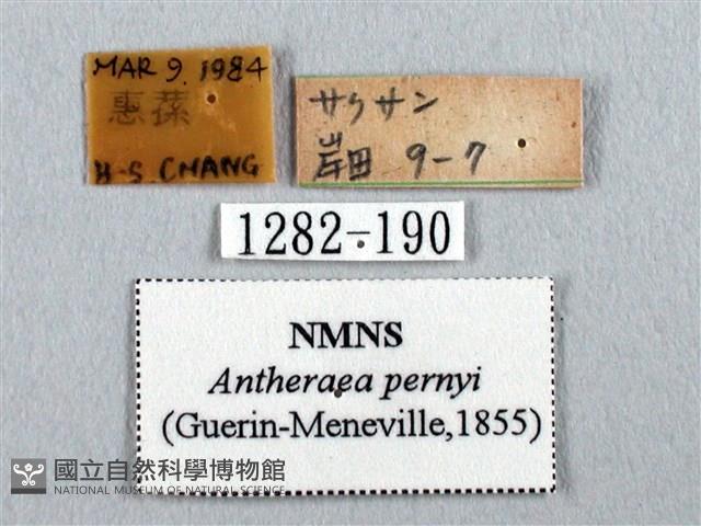 姬透目天蠶蛾藏品圖，第3張